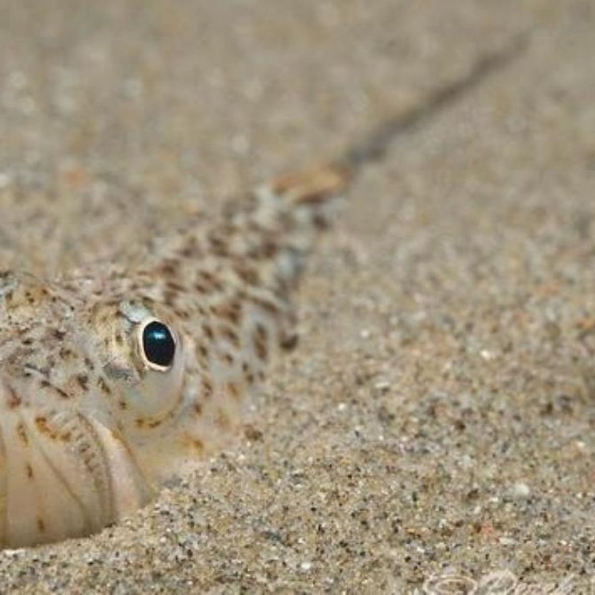 Длинноиглая рыба-ёж