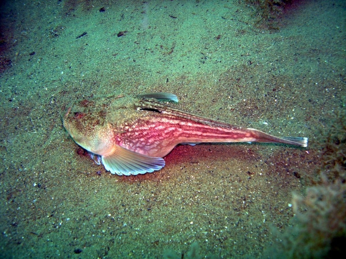 Иглобрюхие рыбы красного моря