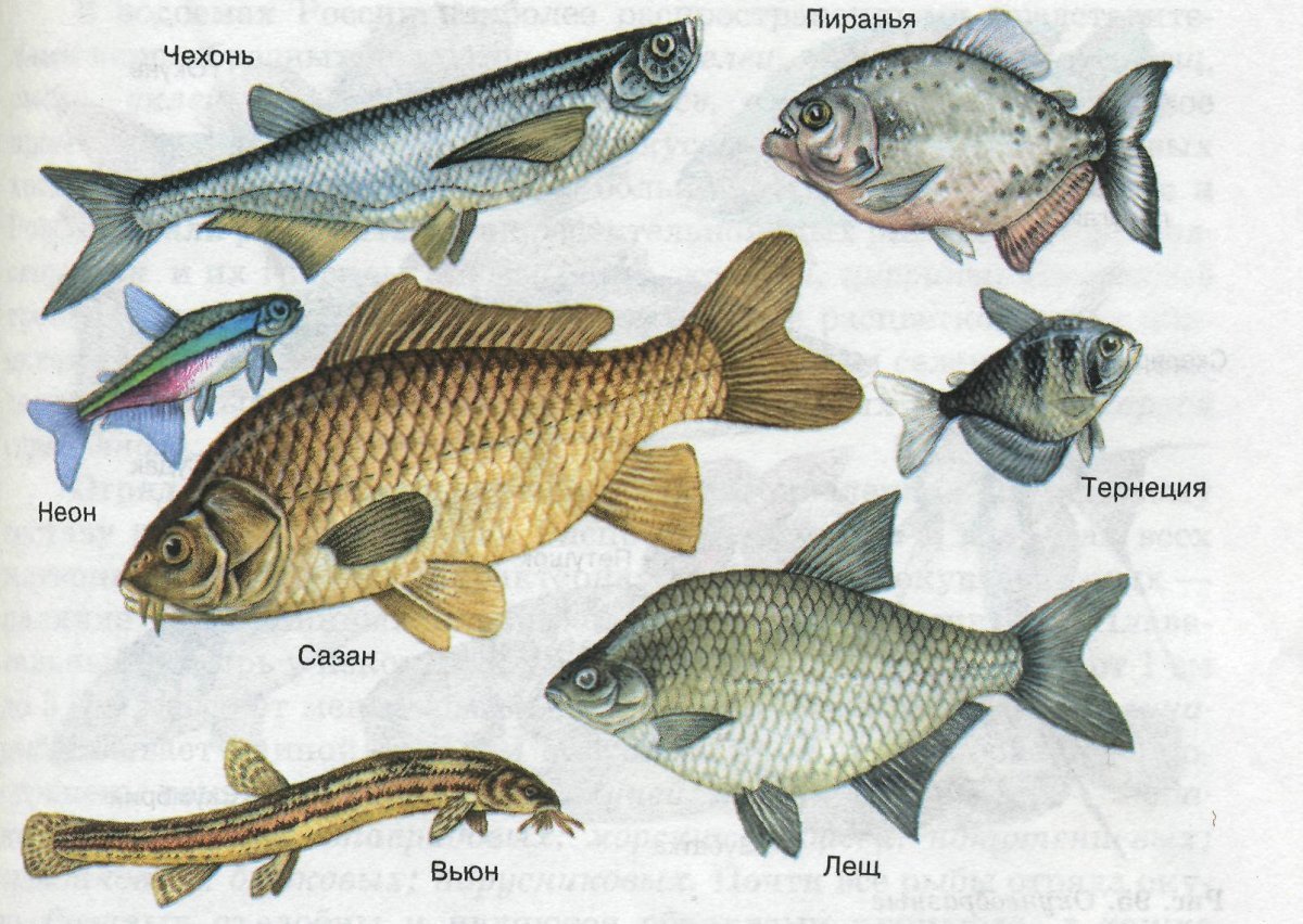 Название групп рыб. Отряд Карпообразные представители. Карпообразные рыбы представители. Отряд Карпообразные рыбы представители. Костные рыбы Карпообразные представители.