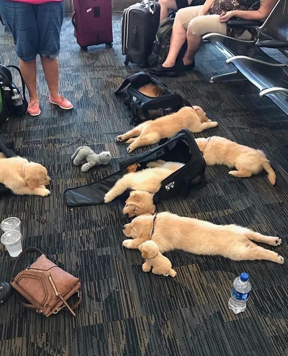 Уставший Мопс