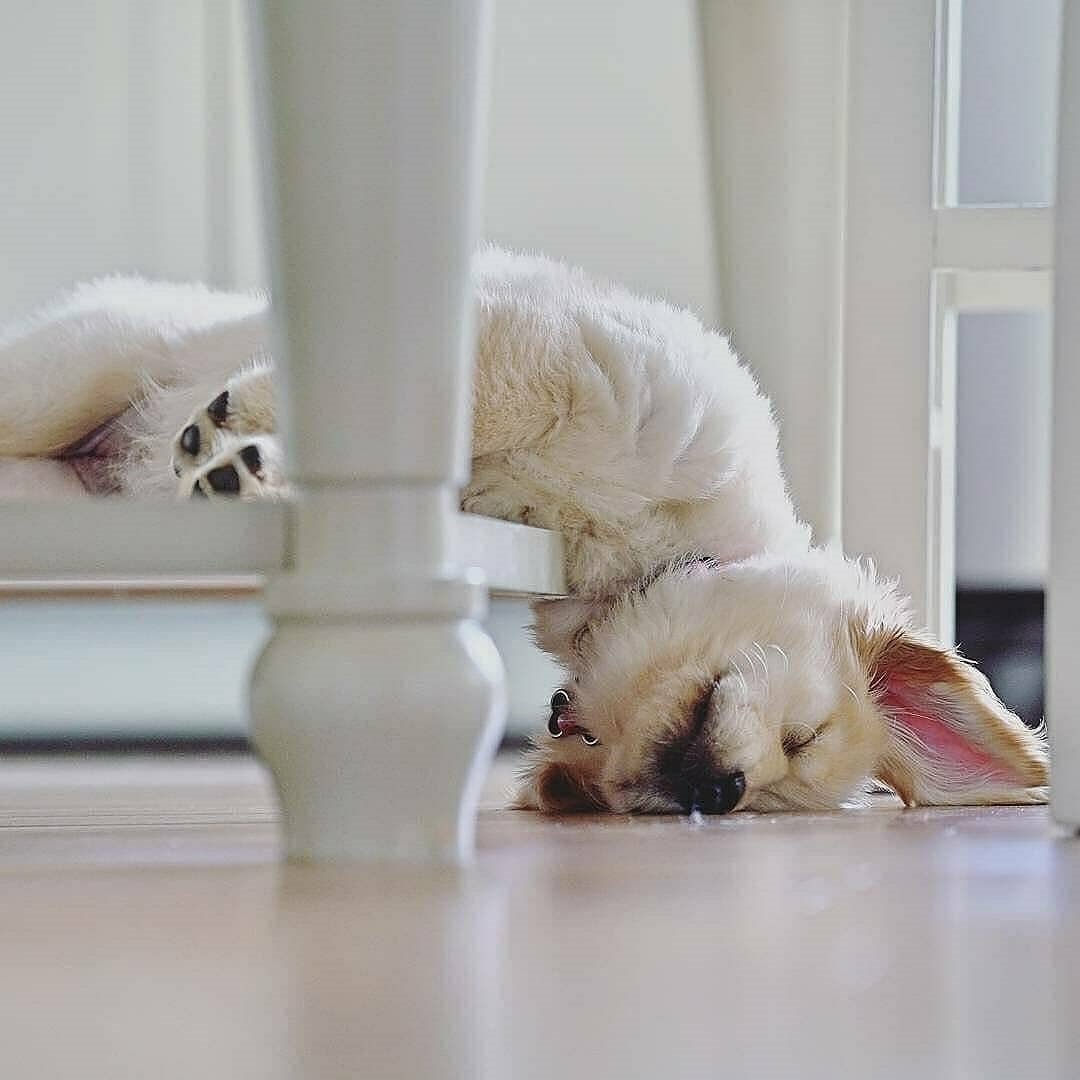 Животное за ноутбуком