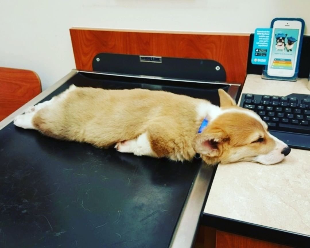 Спящие животные смешные