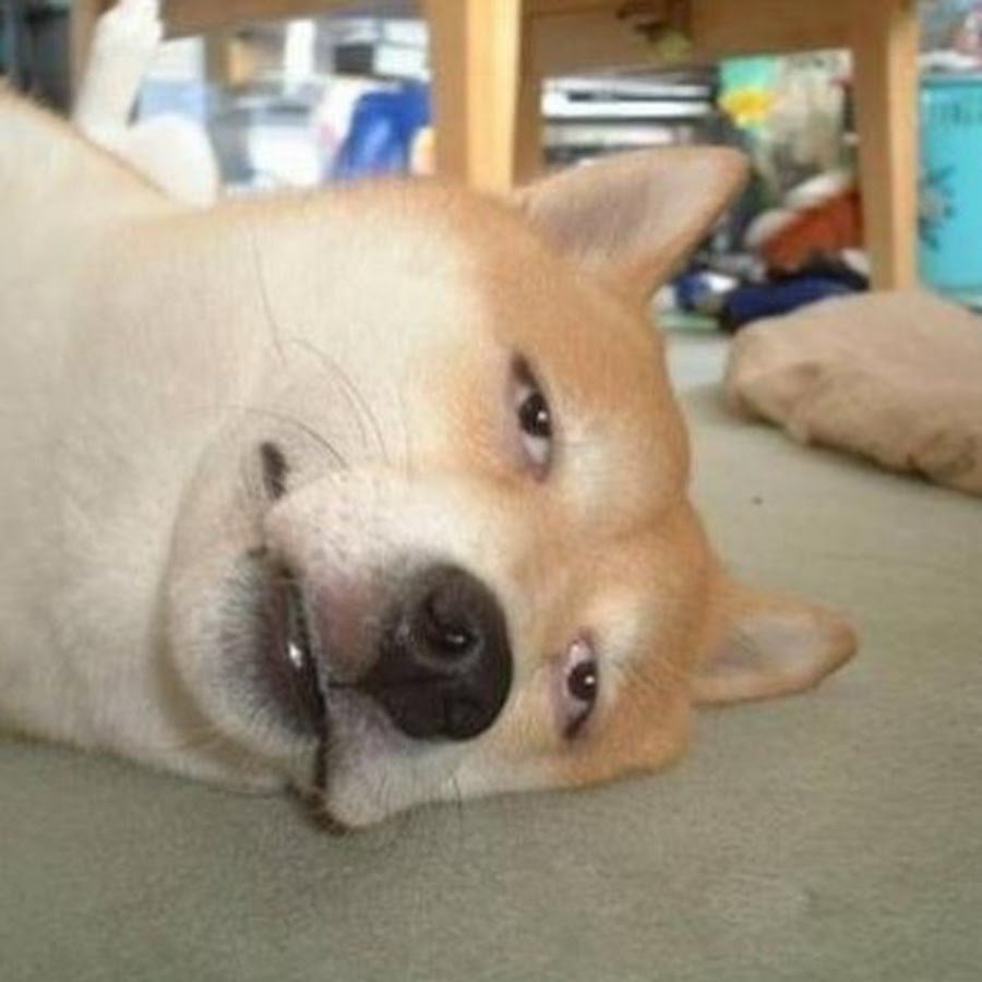 Уставшие животные