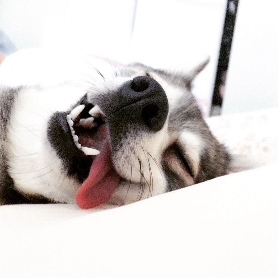 Уставшая собака