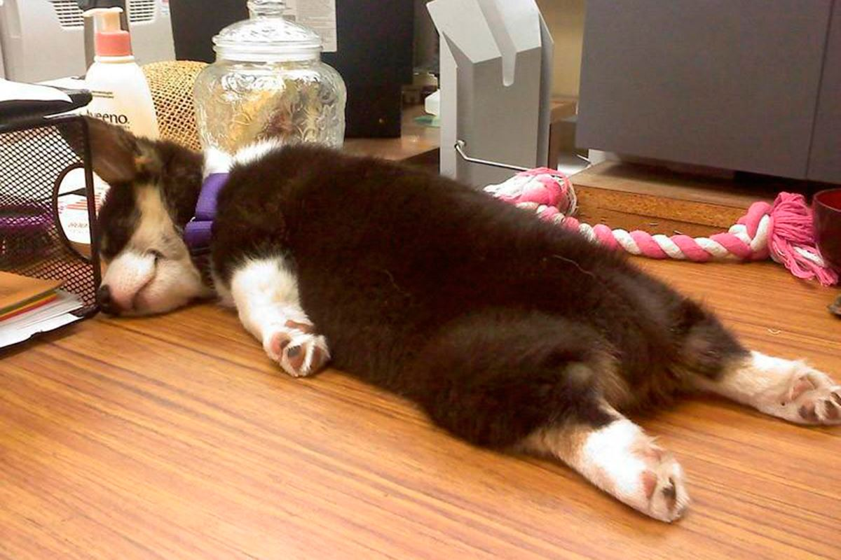 Спящие животные смешные