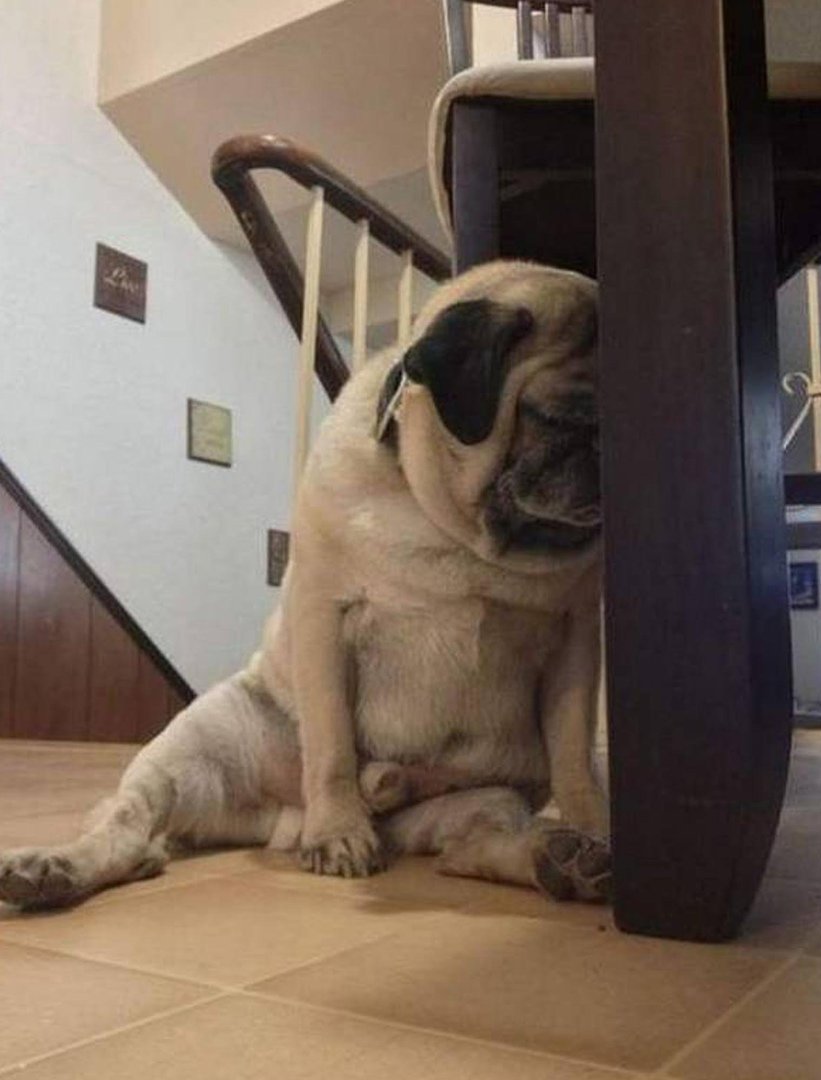 Собака смешно спит