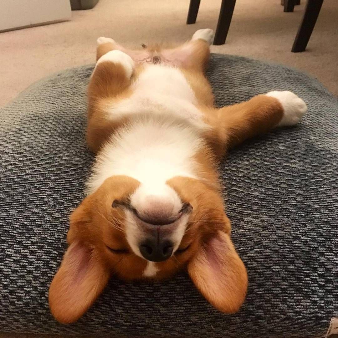 Корги пемброк Sploot