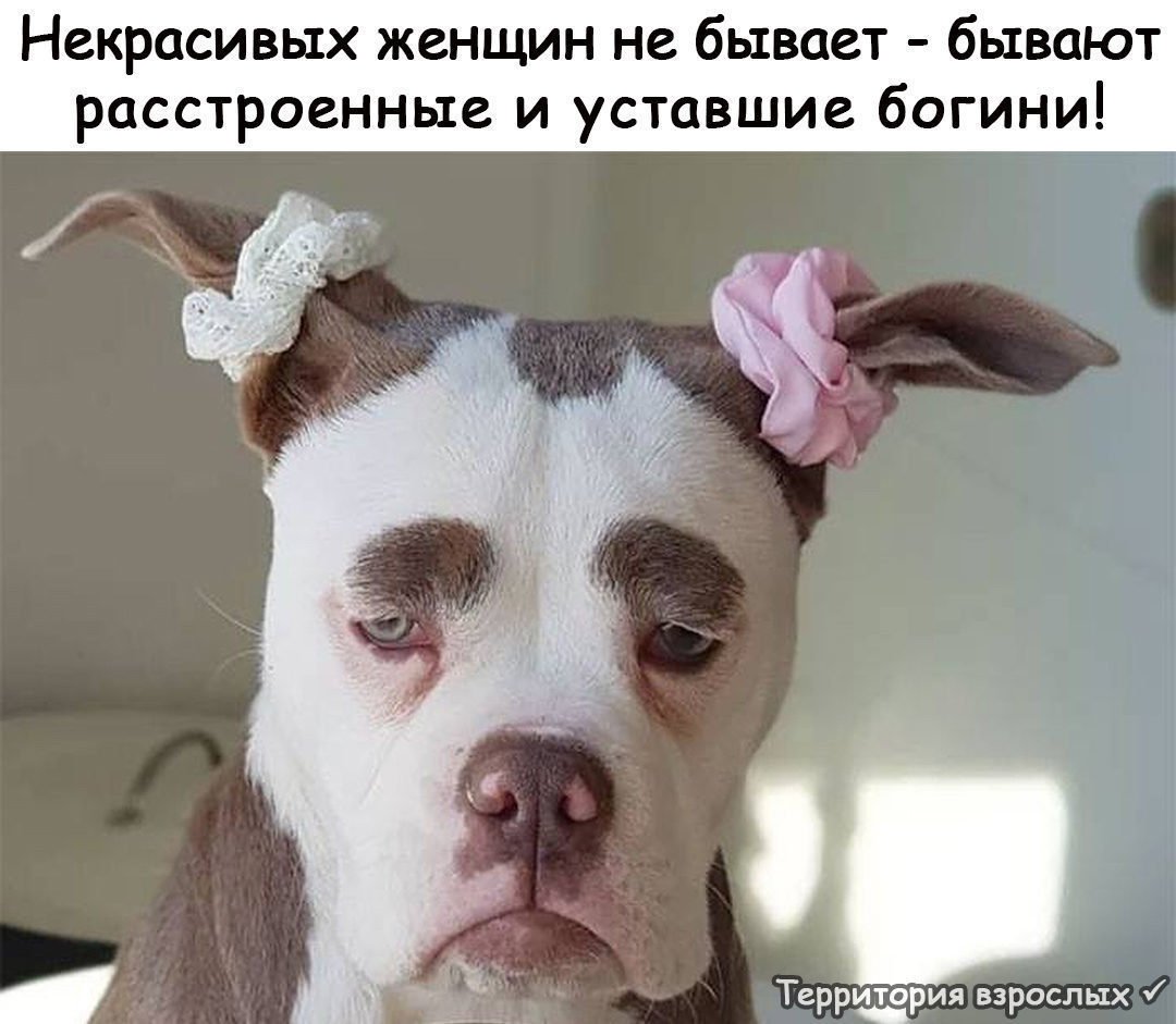 Устала как собака