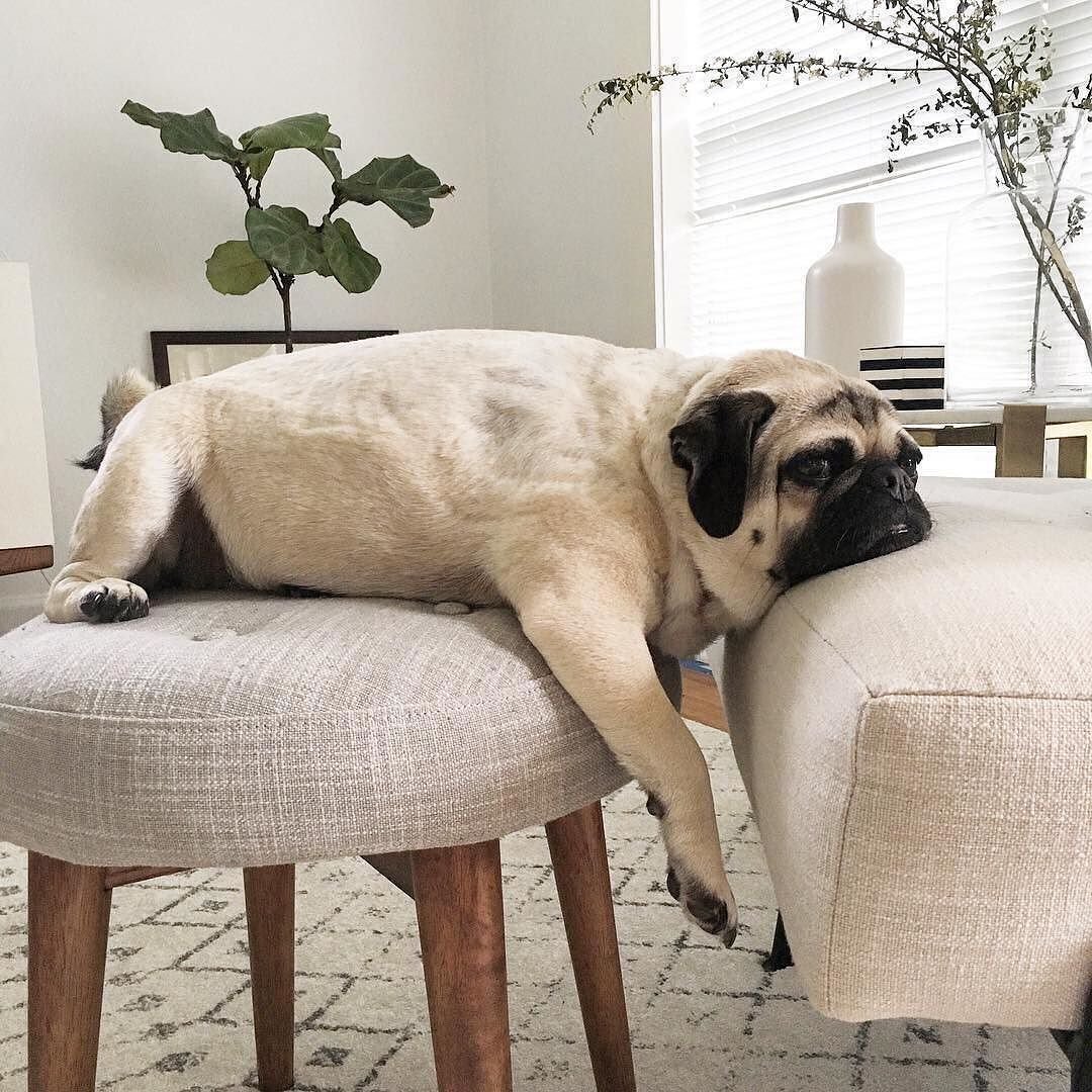 Уставший Мопс