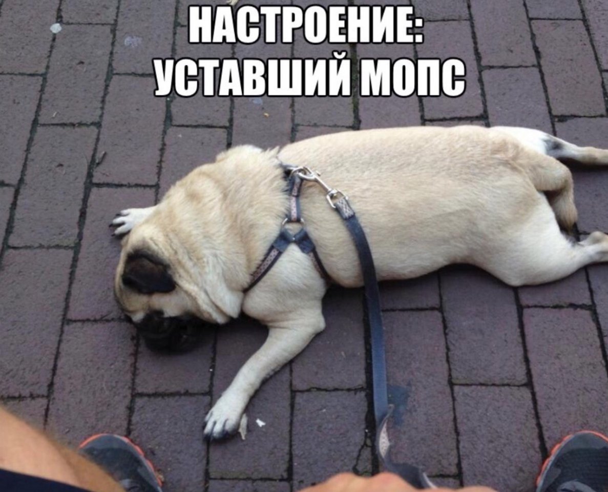 Щенок устал