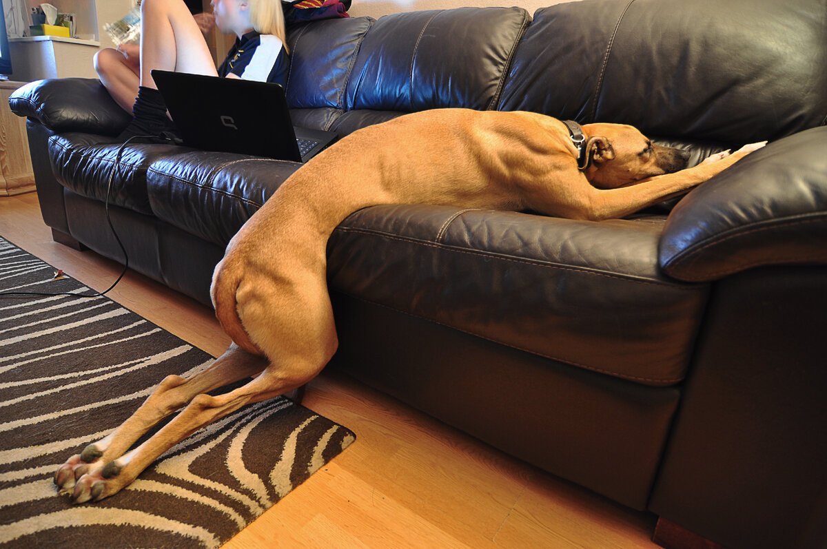 Собака валяется на диване
