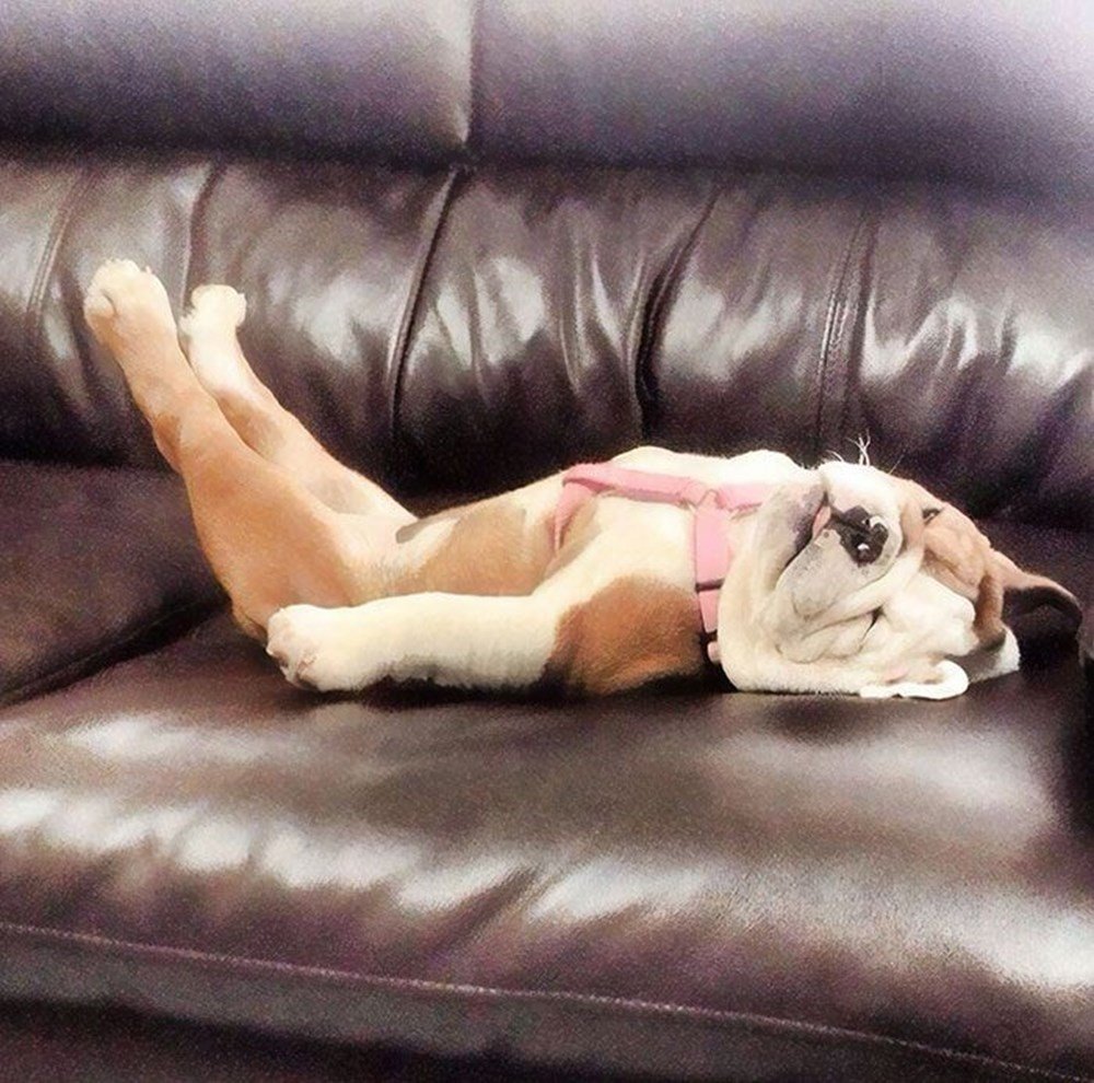 Депрессия у собак