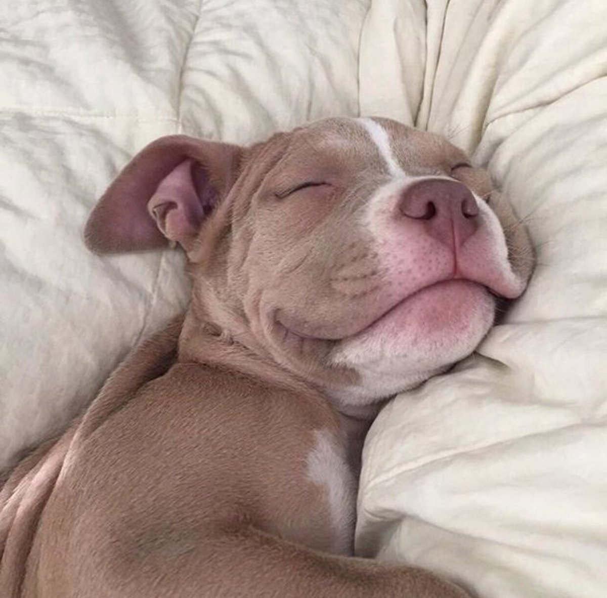 Спящие животные смешные