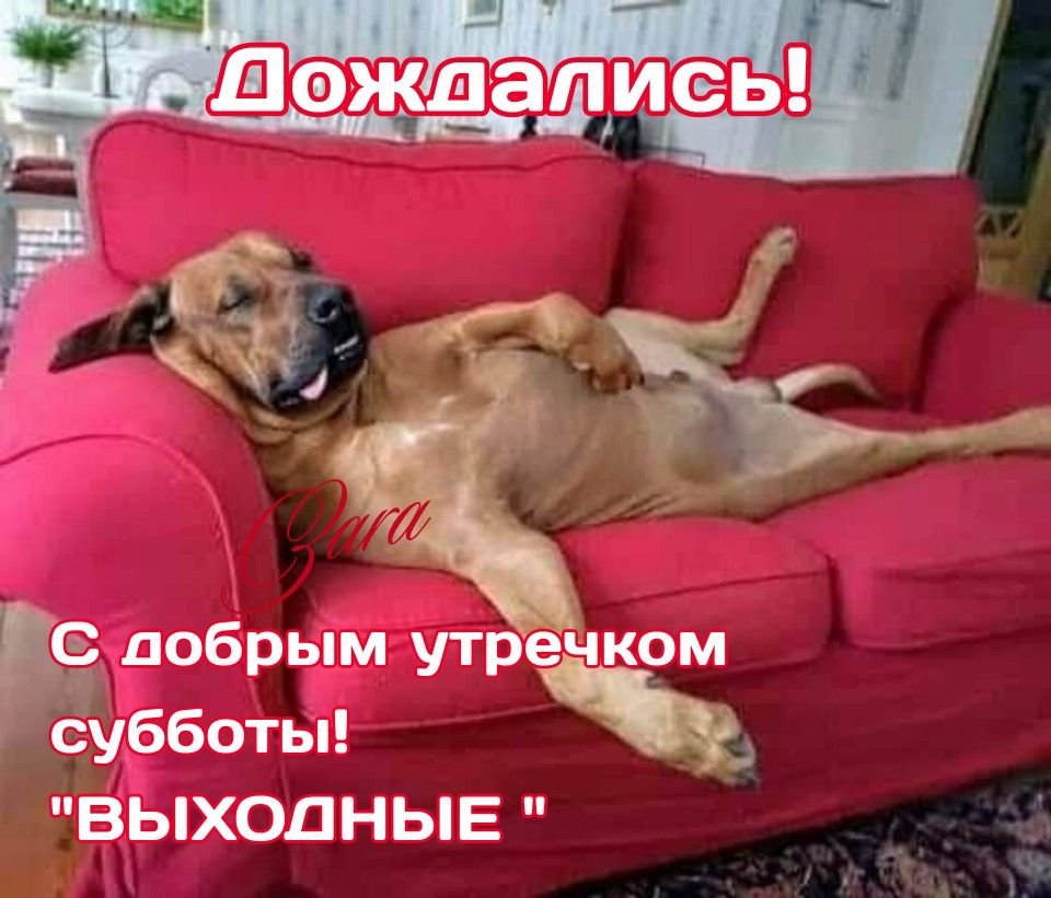 Уставшая собака