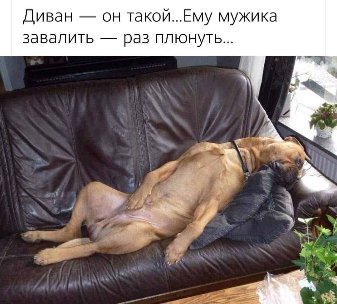 Животные в кровати