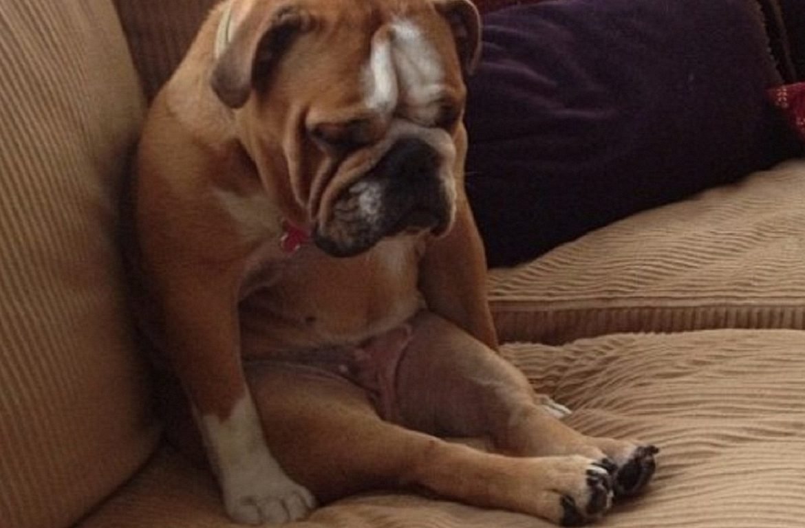 Обиженная собачка