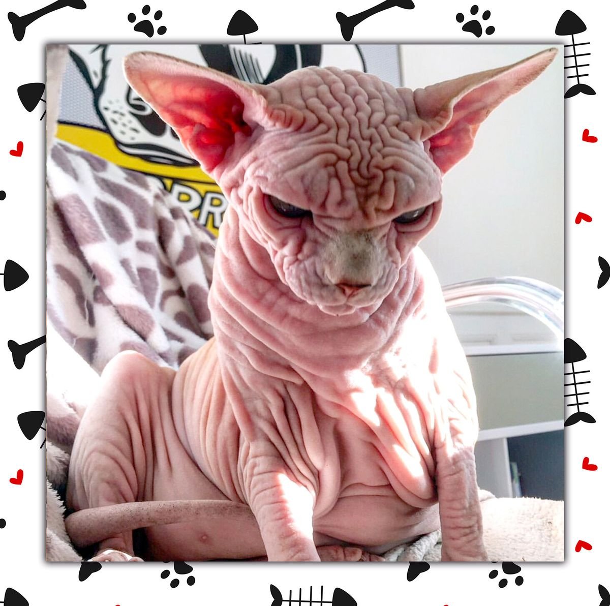 Забавные сфинксы