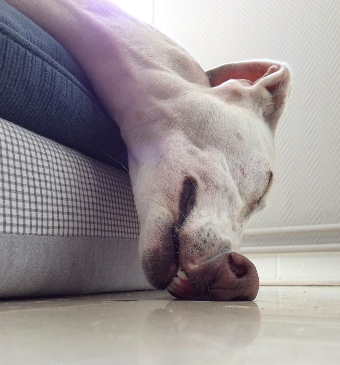 Уставшая собака