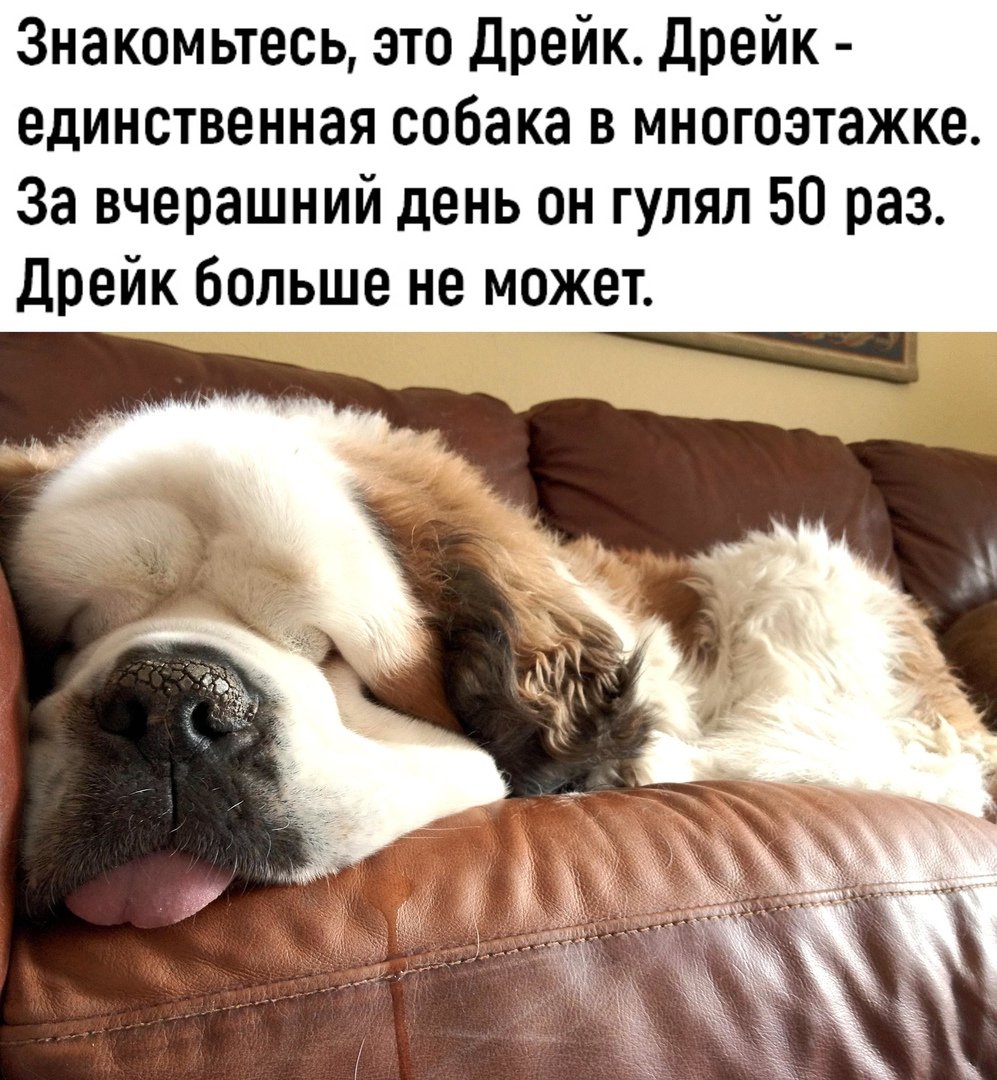 Сонные животные