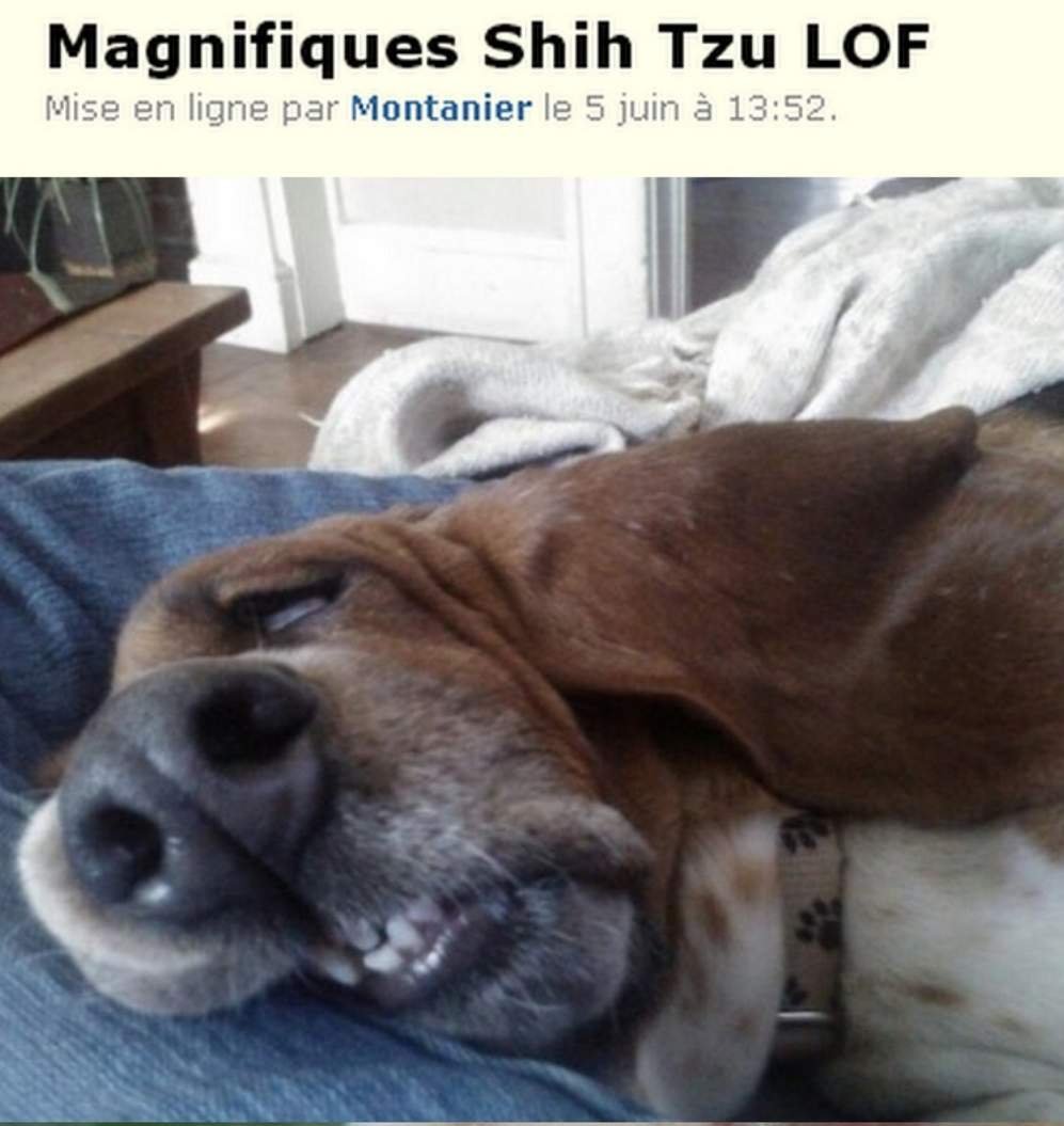 Уставший Мопс