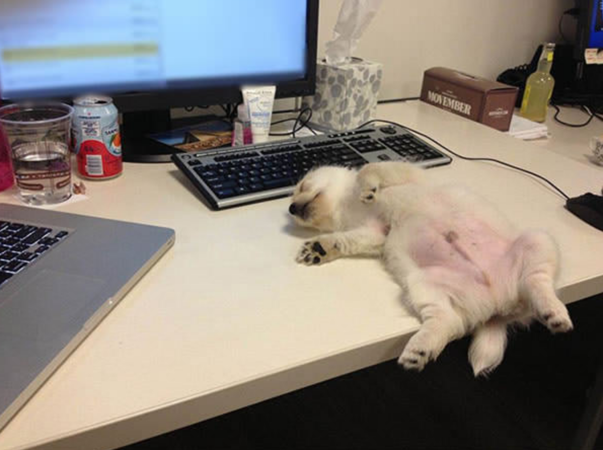 Уставшая собака