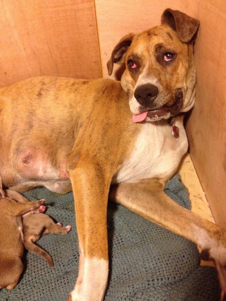 Смешные собаки на диване