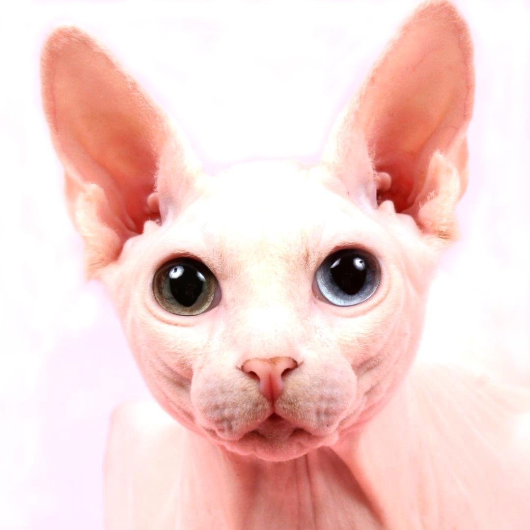 Канадский сфинкс гетерохромия