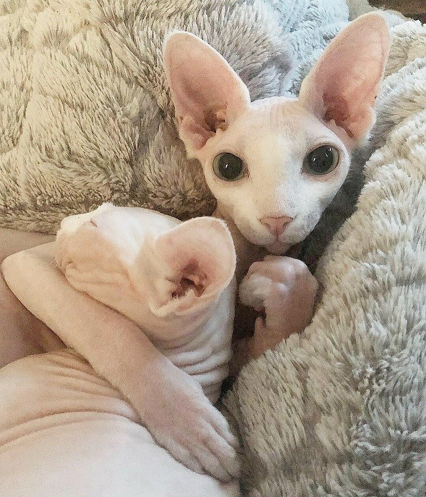 Милые сфинксы