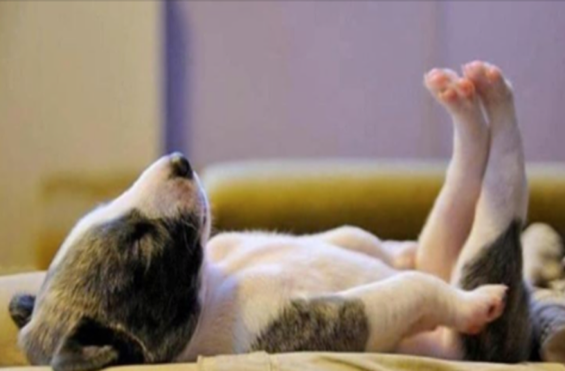 Уставшая собака