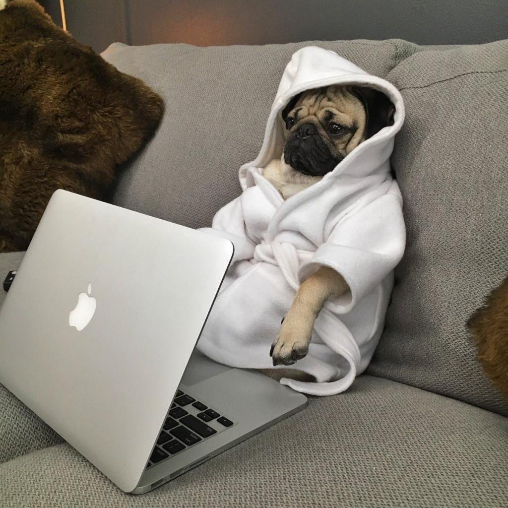 Уставшая собака