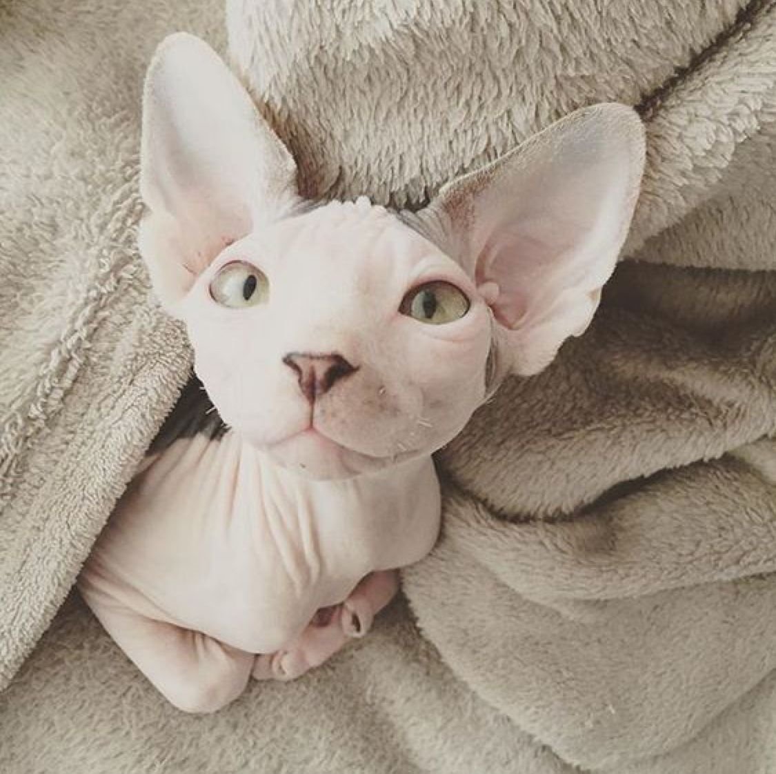 Сфинкс кошка милые