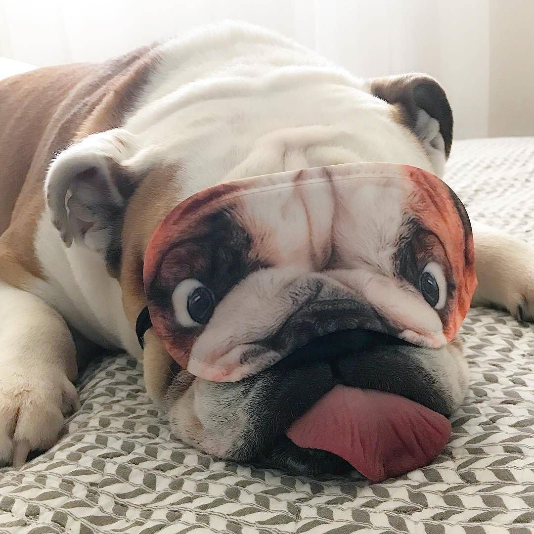 Собака лентяй