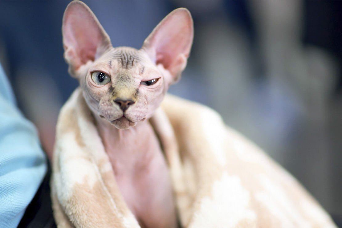 Петерболд с шерстью