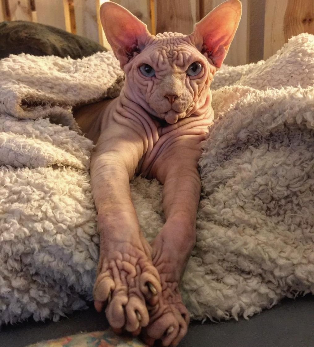 Сфинкс (порода кошек)