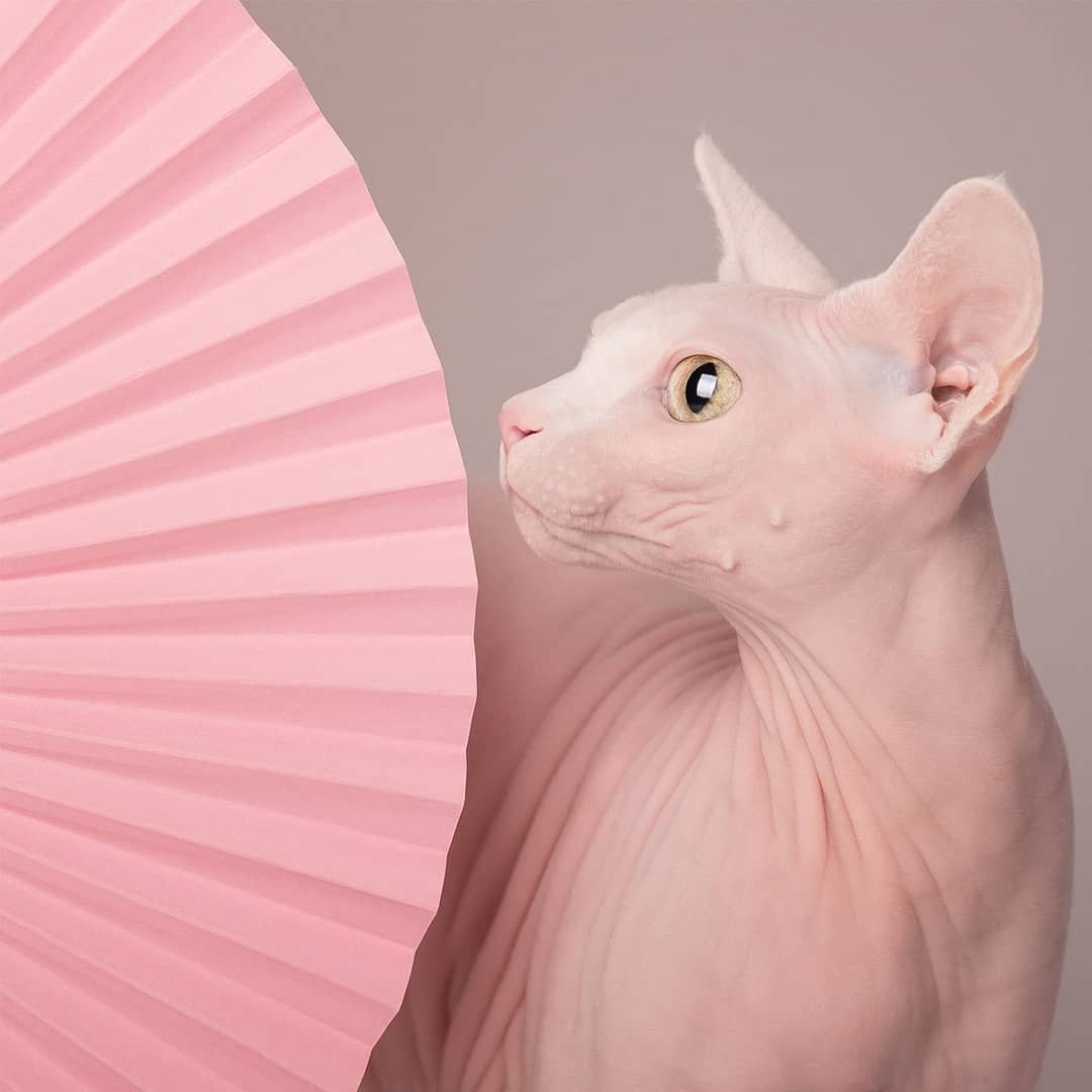 Розовые коты