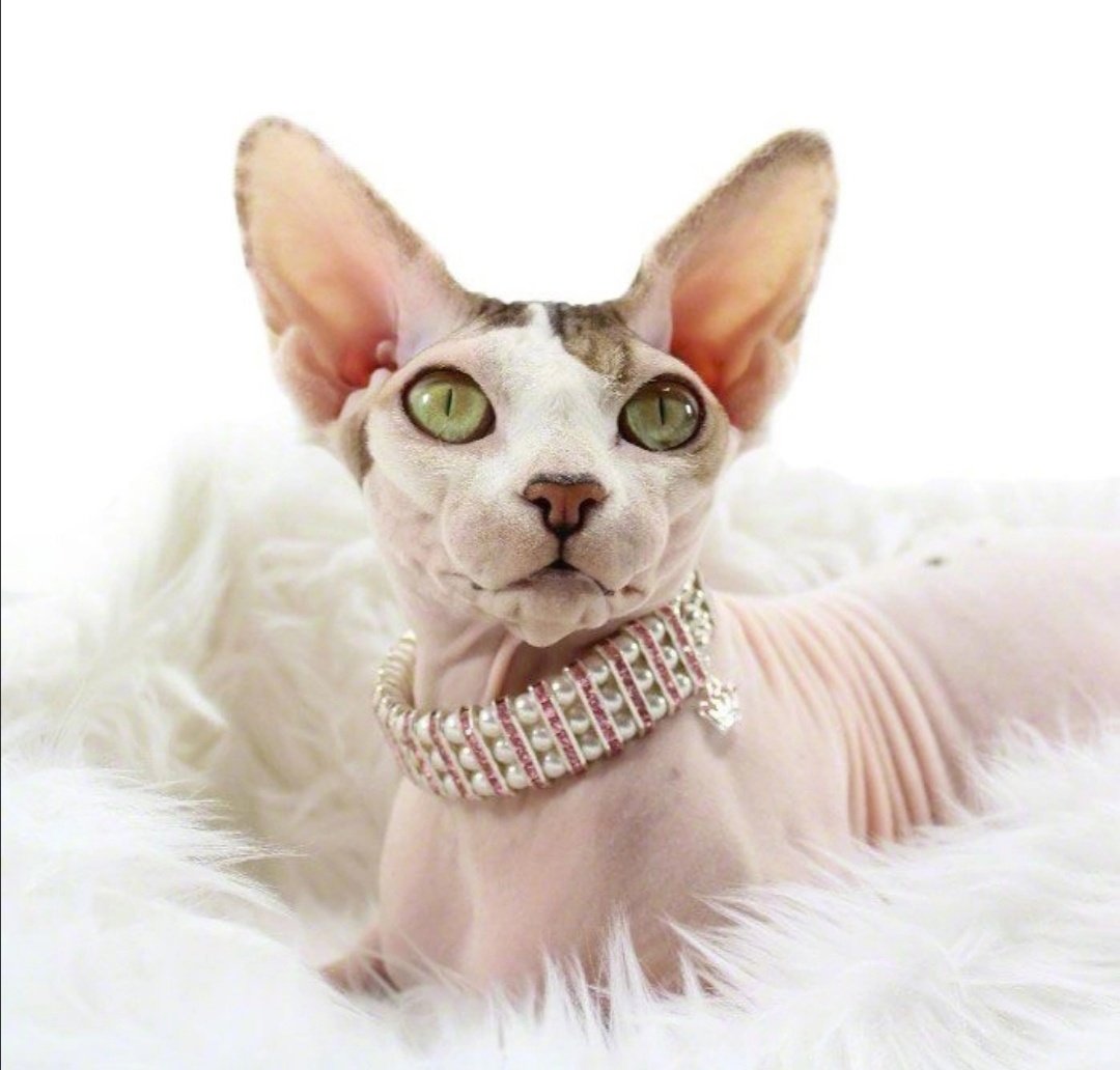 Ошейники для сфинксов