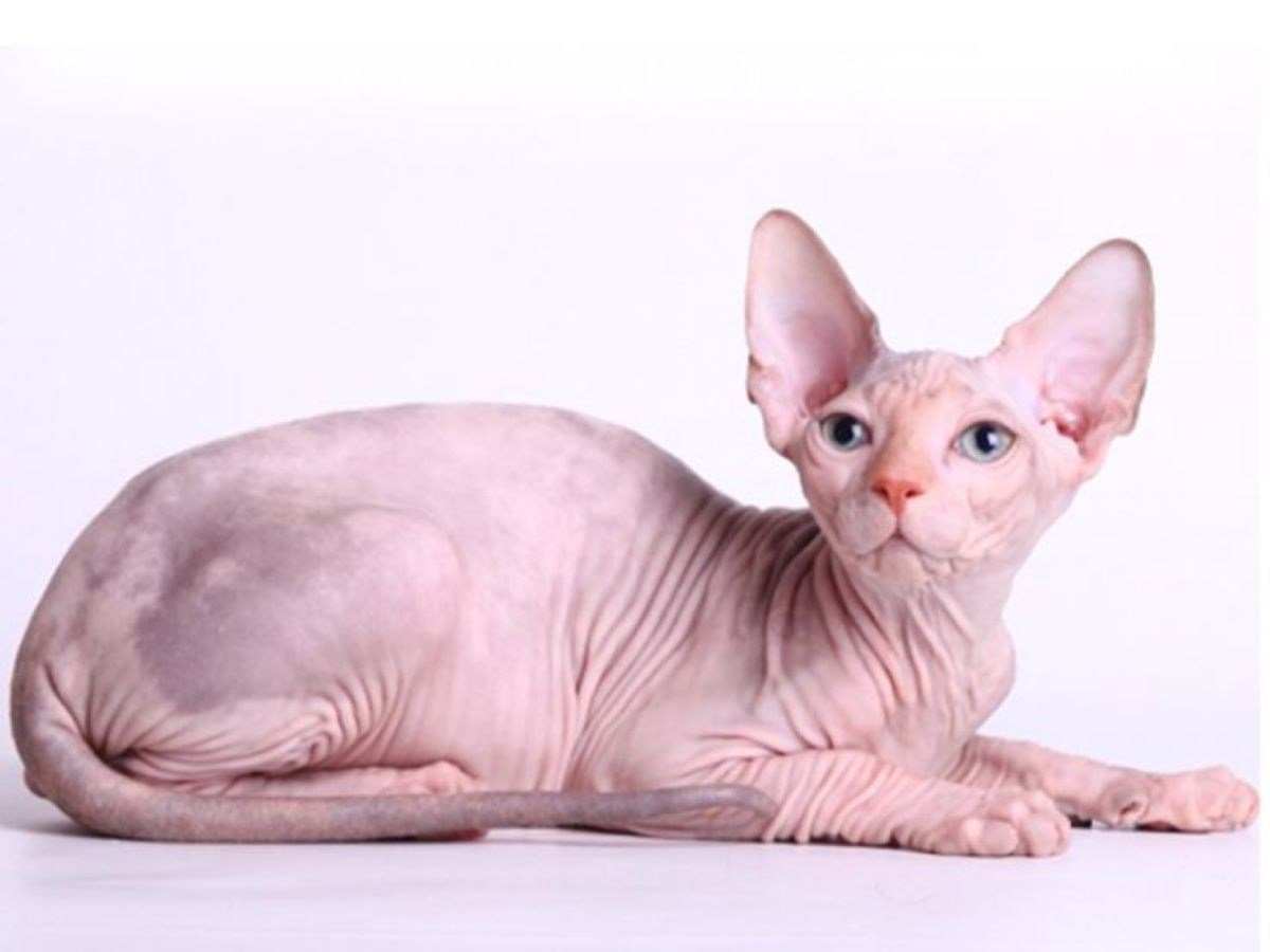 Канадский сфинкс