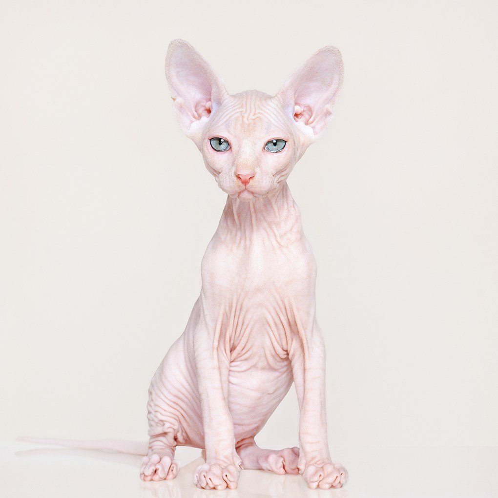 Кот сфинкс белый