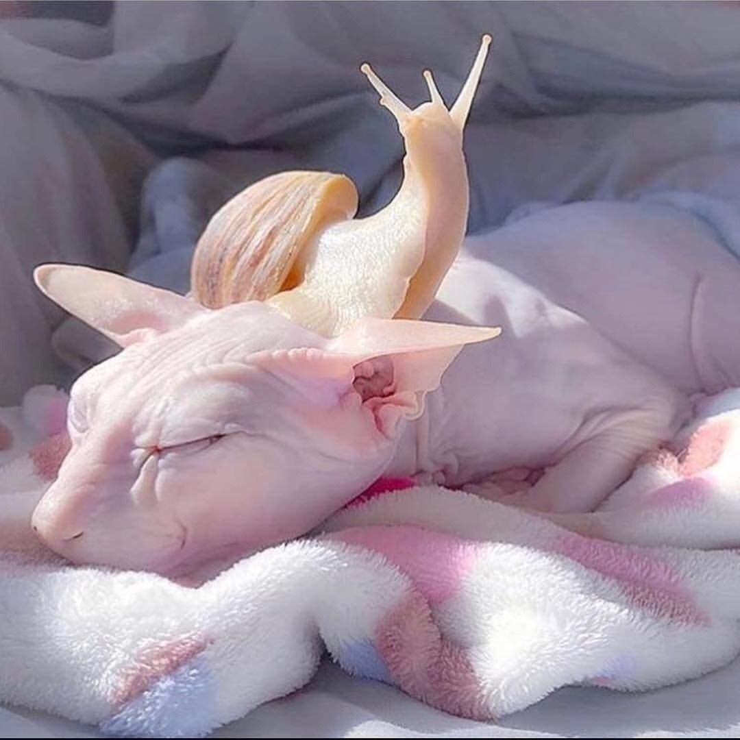 Эстететичные животные