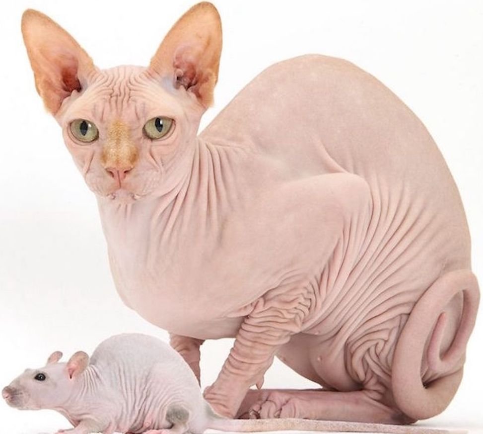 Сфинкс кошка розовая