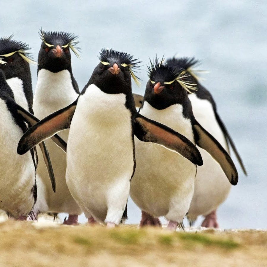Смешные пингвины