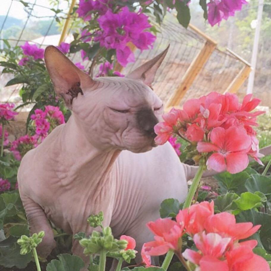 Кот сфинкс с цветами