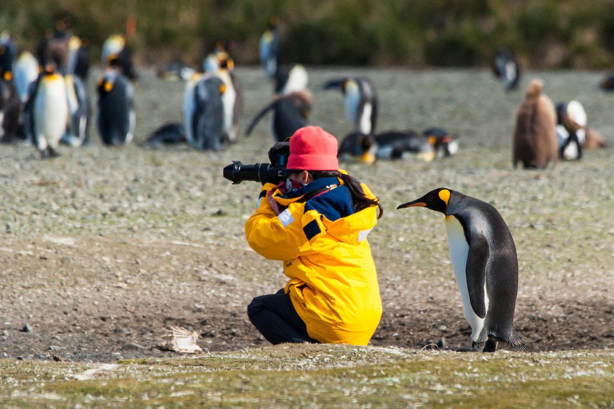 Наблюдение за дикими животными