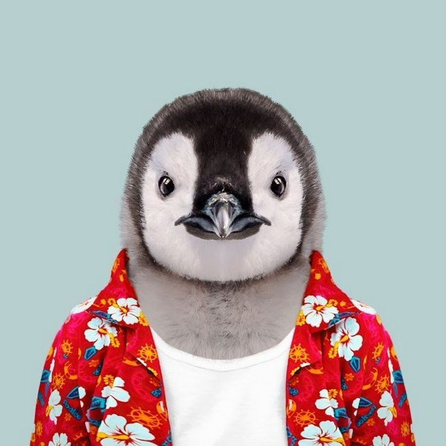 Пингвин портрет