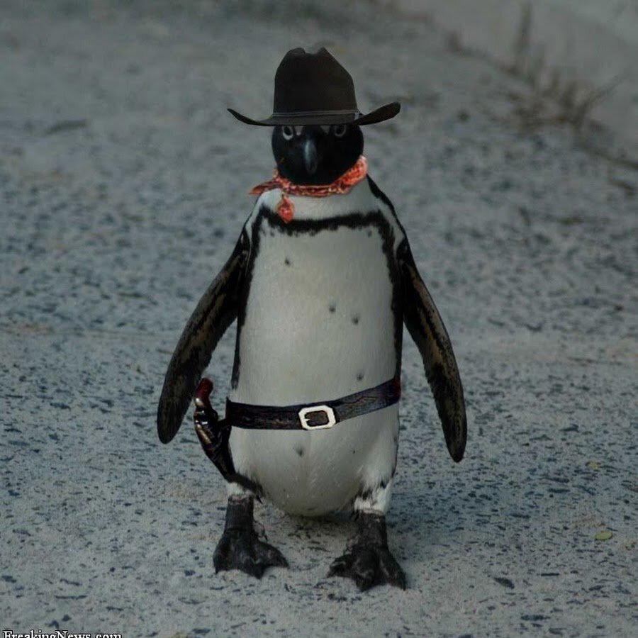 Пингвин в шляпе