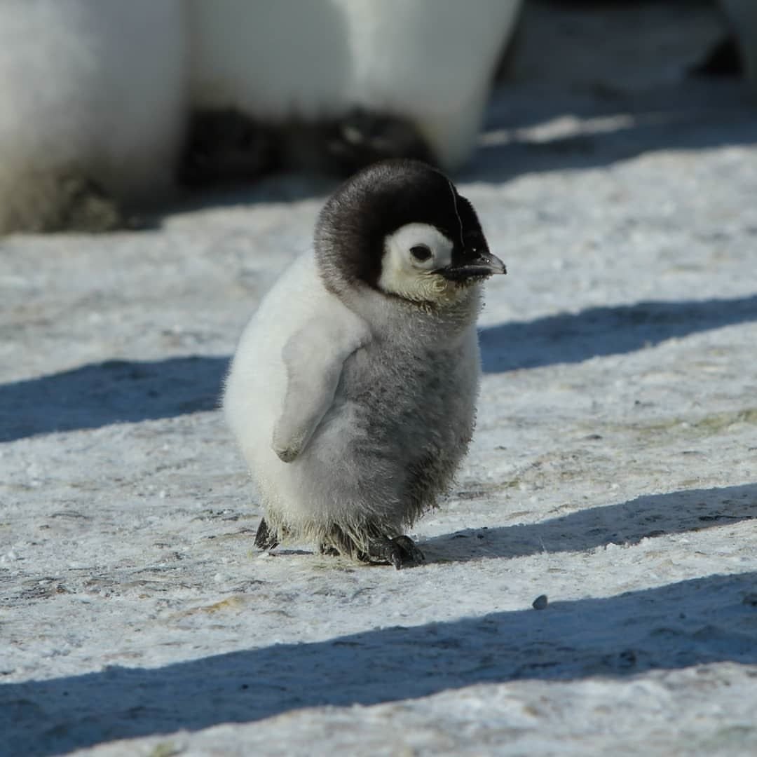 Пушистый Пингвин