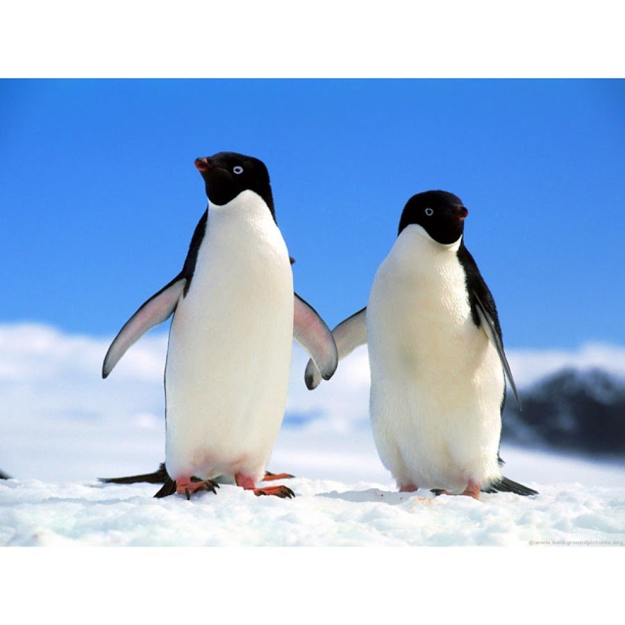 Картинки про дружбу с надписями