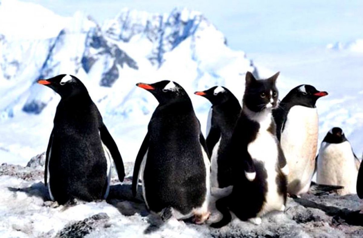 Кот Пингвин