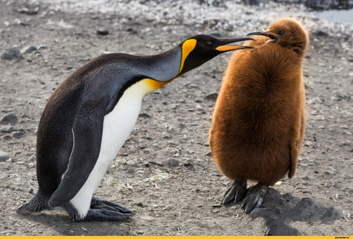 Прикольные пингвины
