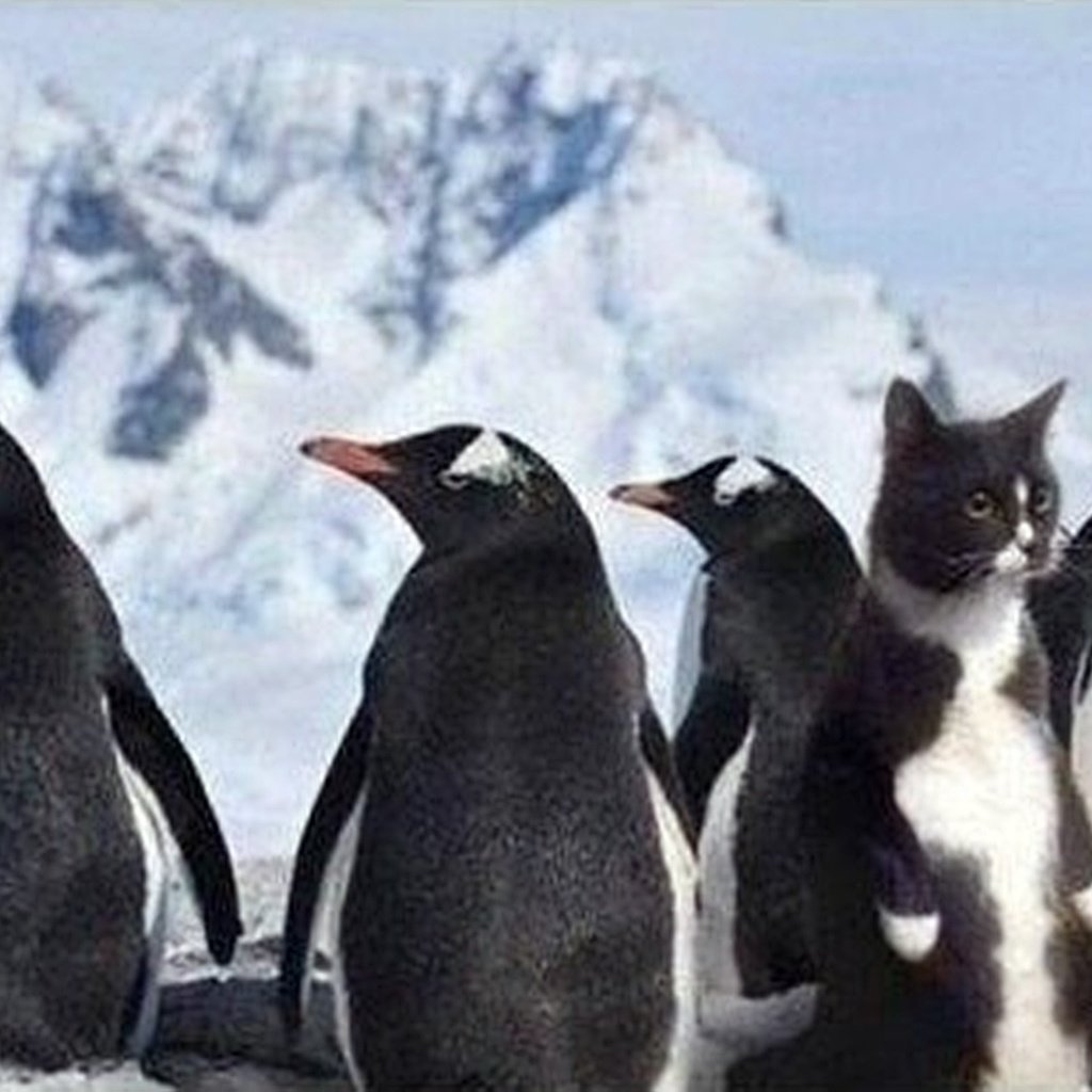 Кот Пингвин